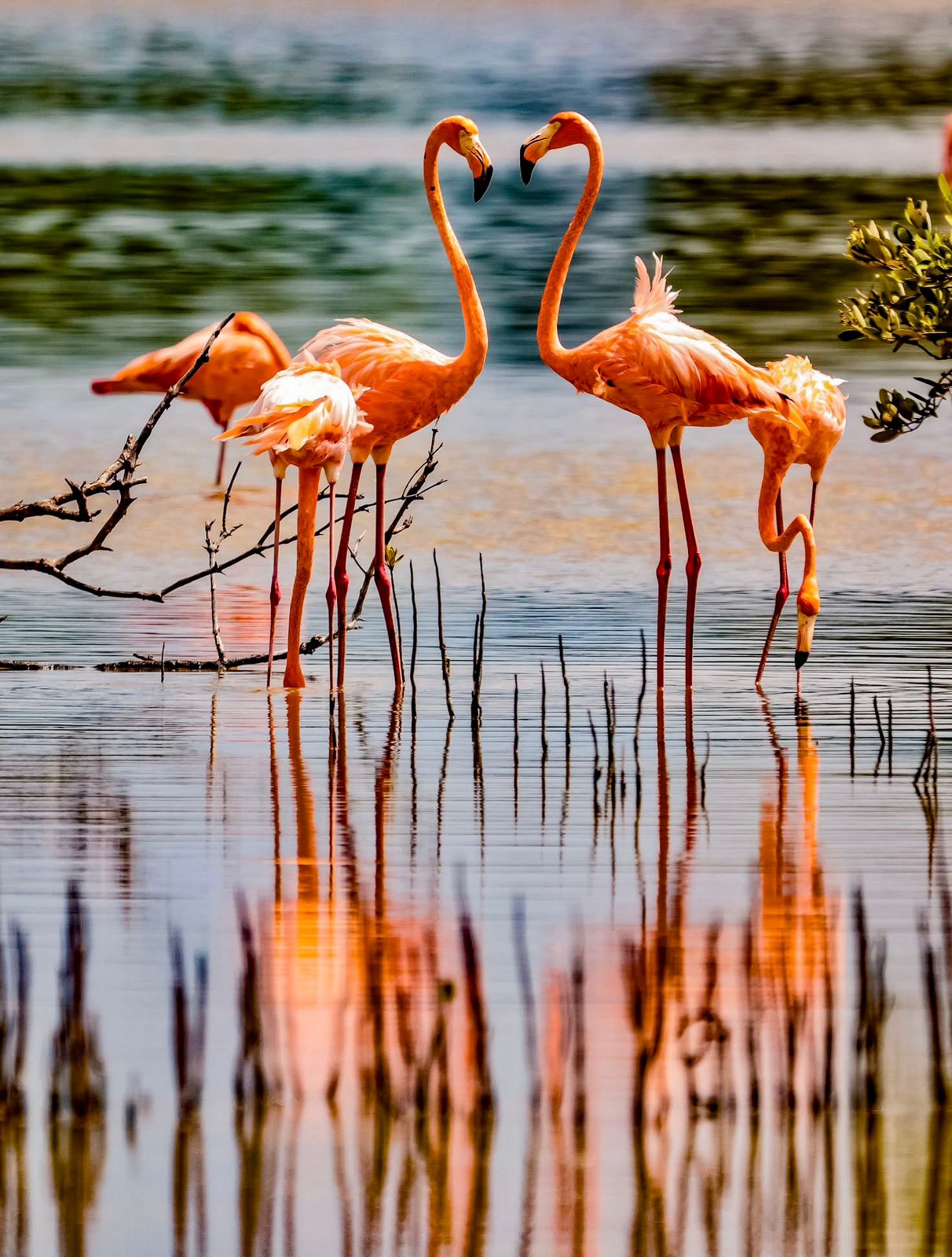Flamingos en Celestún